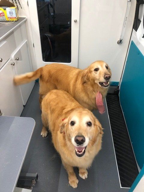 Shaggy to Chic Mobile Dog Groomer Lancaster, Pa