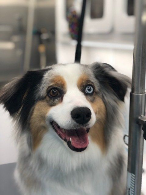 Shaggy to Chic Mobile Dog Groomer Lancaster, Pa