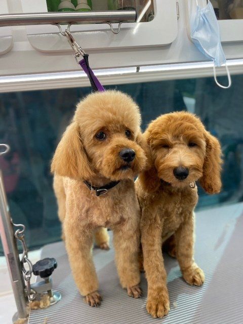 Shaggy to Chic Mobile Dog Groomer Lancaster, Pa