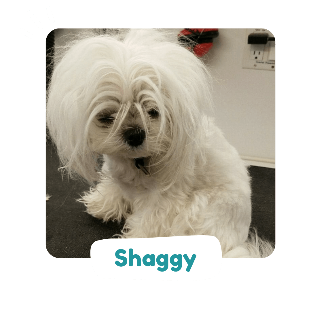 Shaggy to Chic before and after