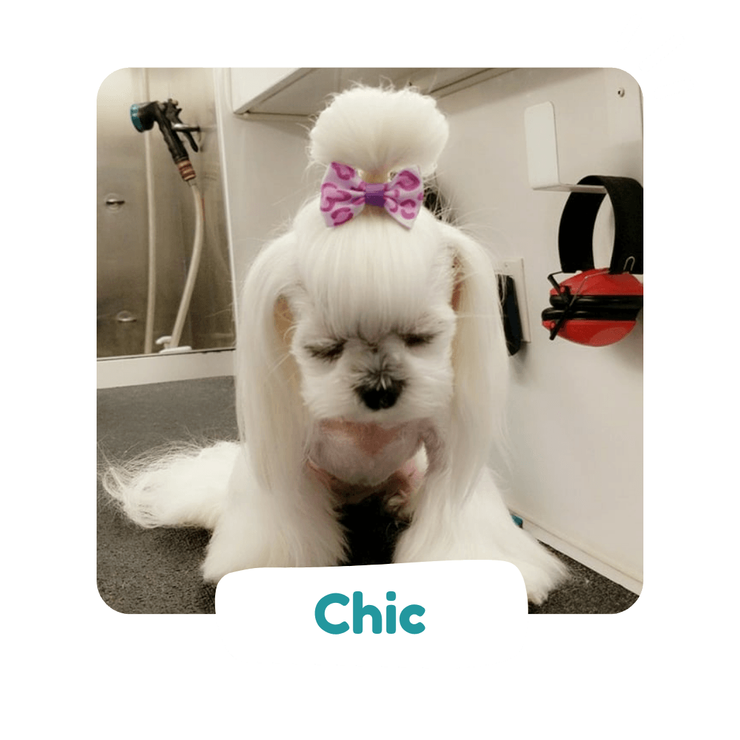 Shaggy to Chic before and after