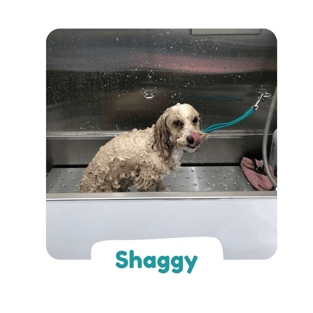 Shaggy to Chic mobile groomers
