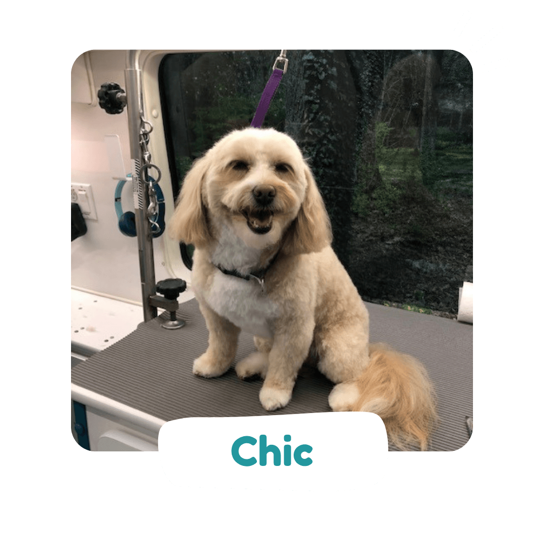 Shaggy to Chic mobile groomers