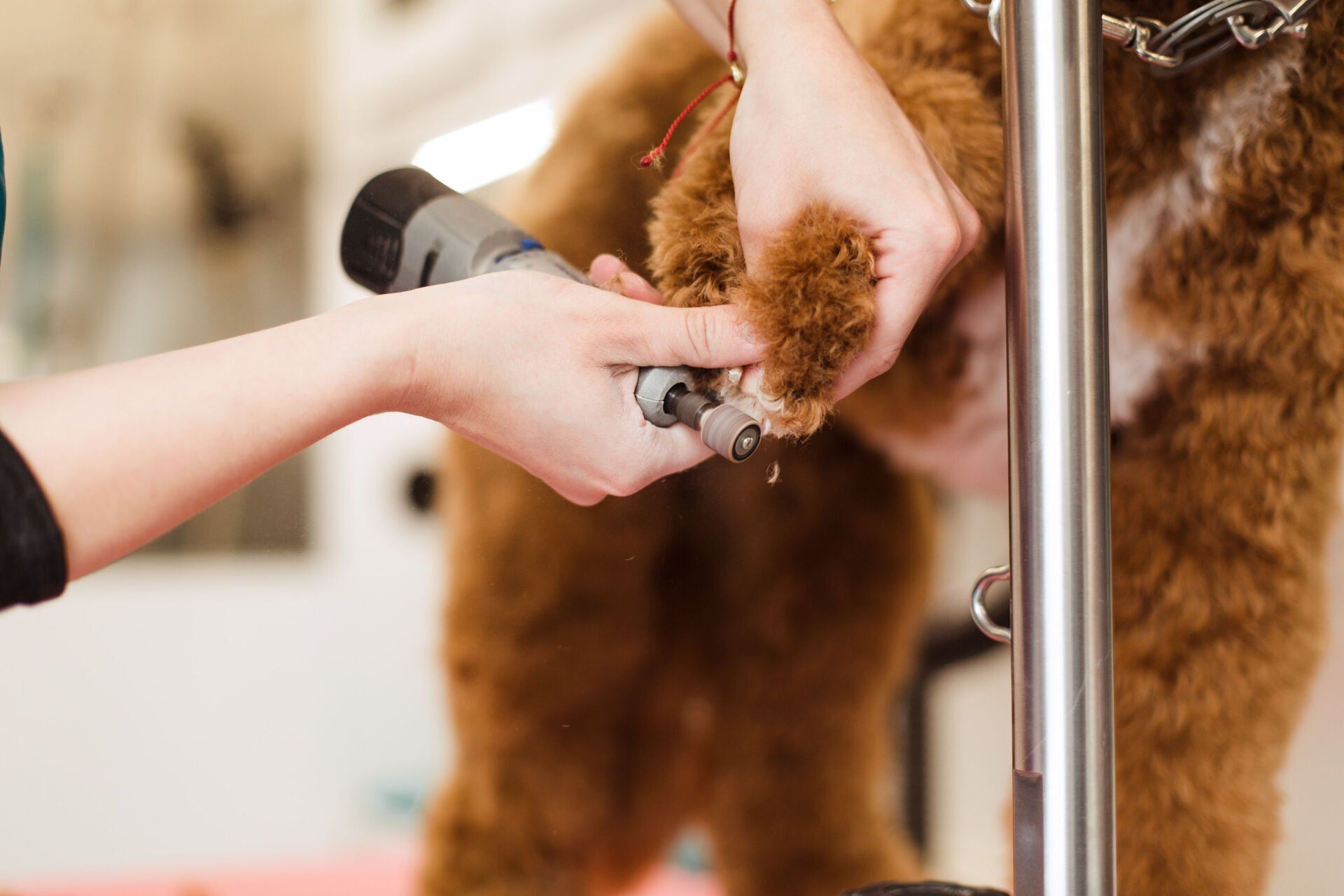 Shaggy to Chic Mobile Dog Groomer Lancaster, Pa