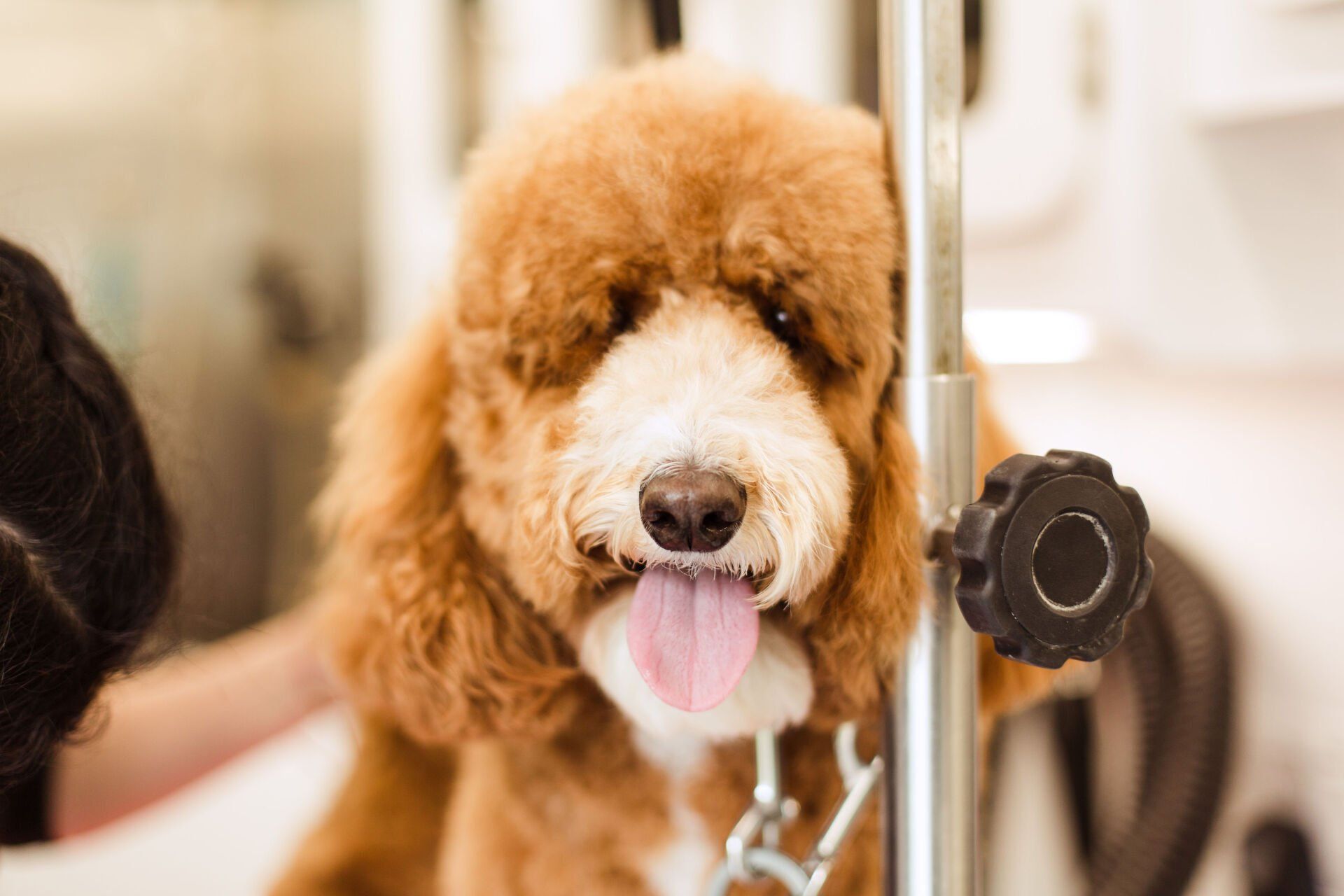 Shaggy to Chic Mobile Dog Groomer Lancaster, Pa