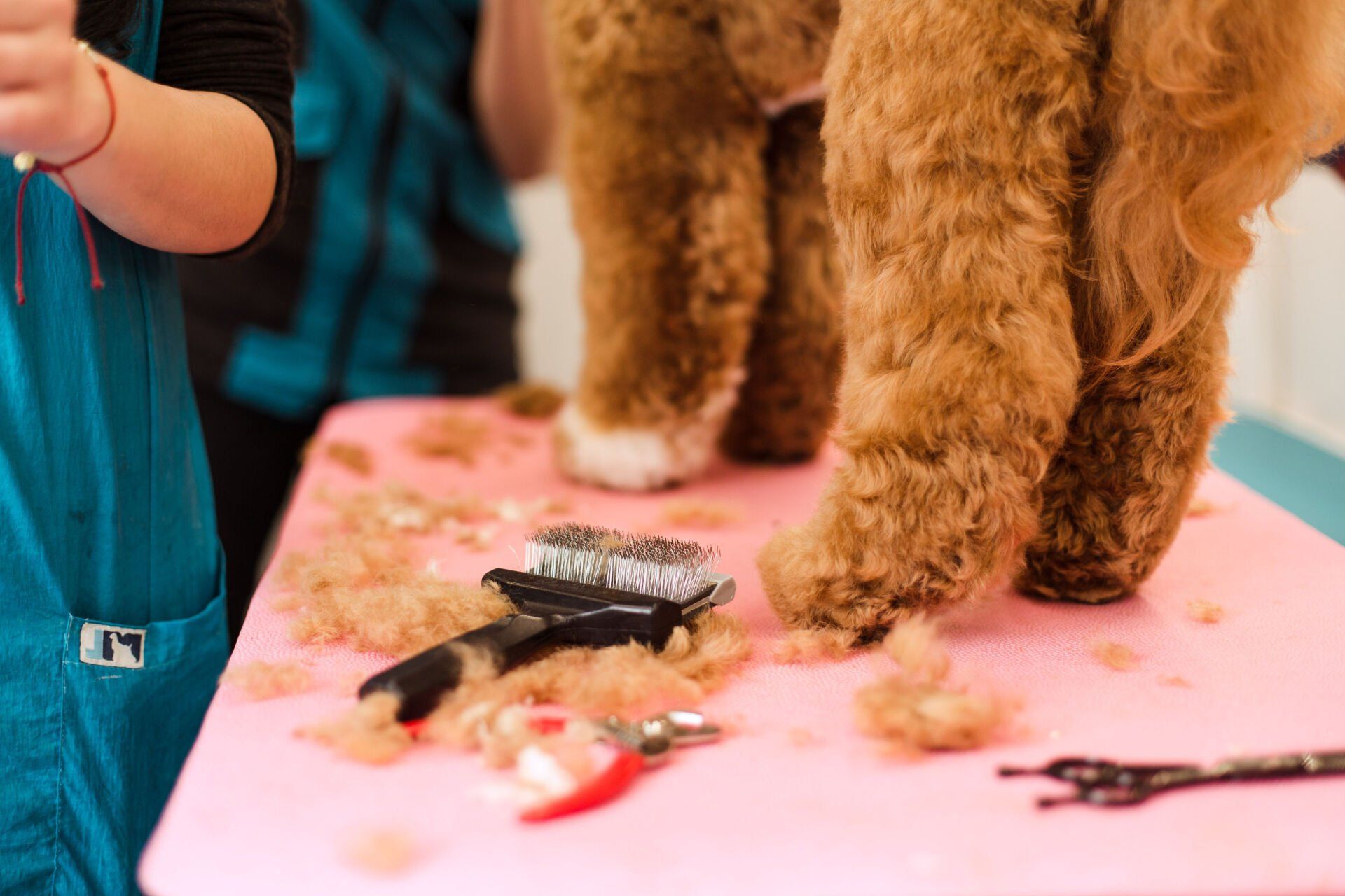 Shaggy to Chic Mobile Dog Groomer Lancaster, Pa