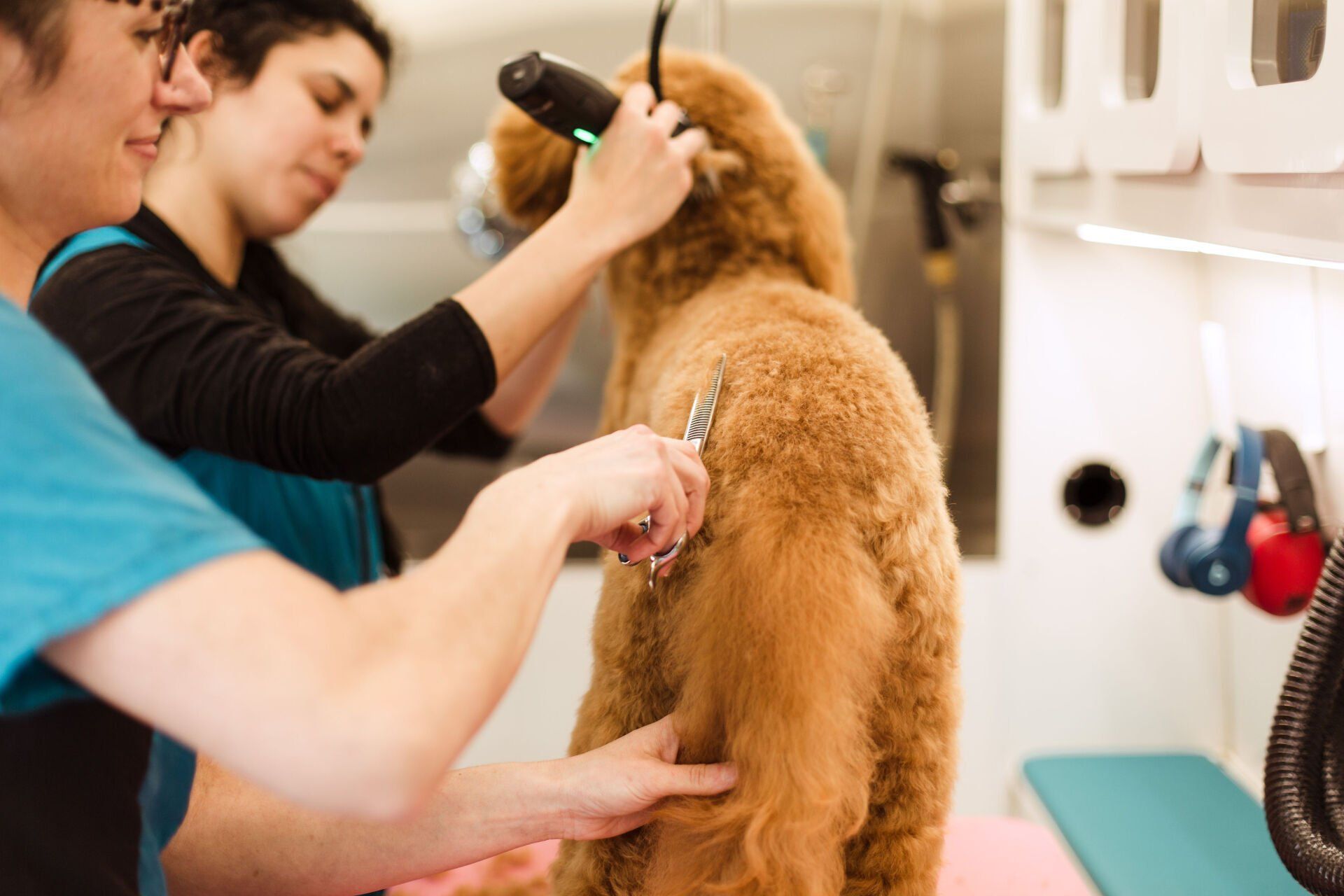 Shaggy to Chic Mobile Groomer Lancaster, Pa