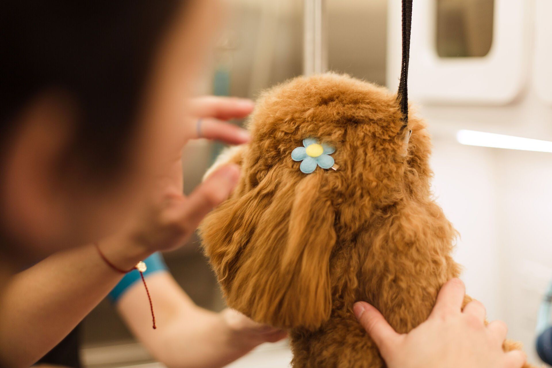 Shaggy to Chic Mobile Dog Groomers in Lancaster, Pa