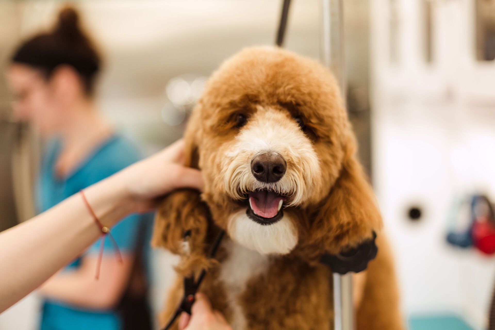 Gallery Shaggy to Chic Mobile Dog Grooming in Lancaster, Pa