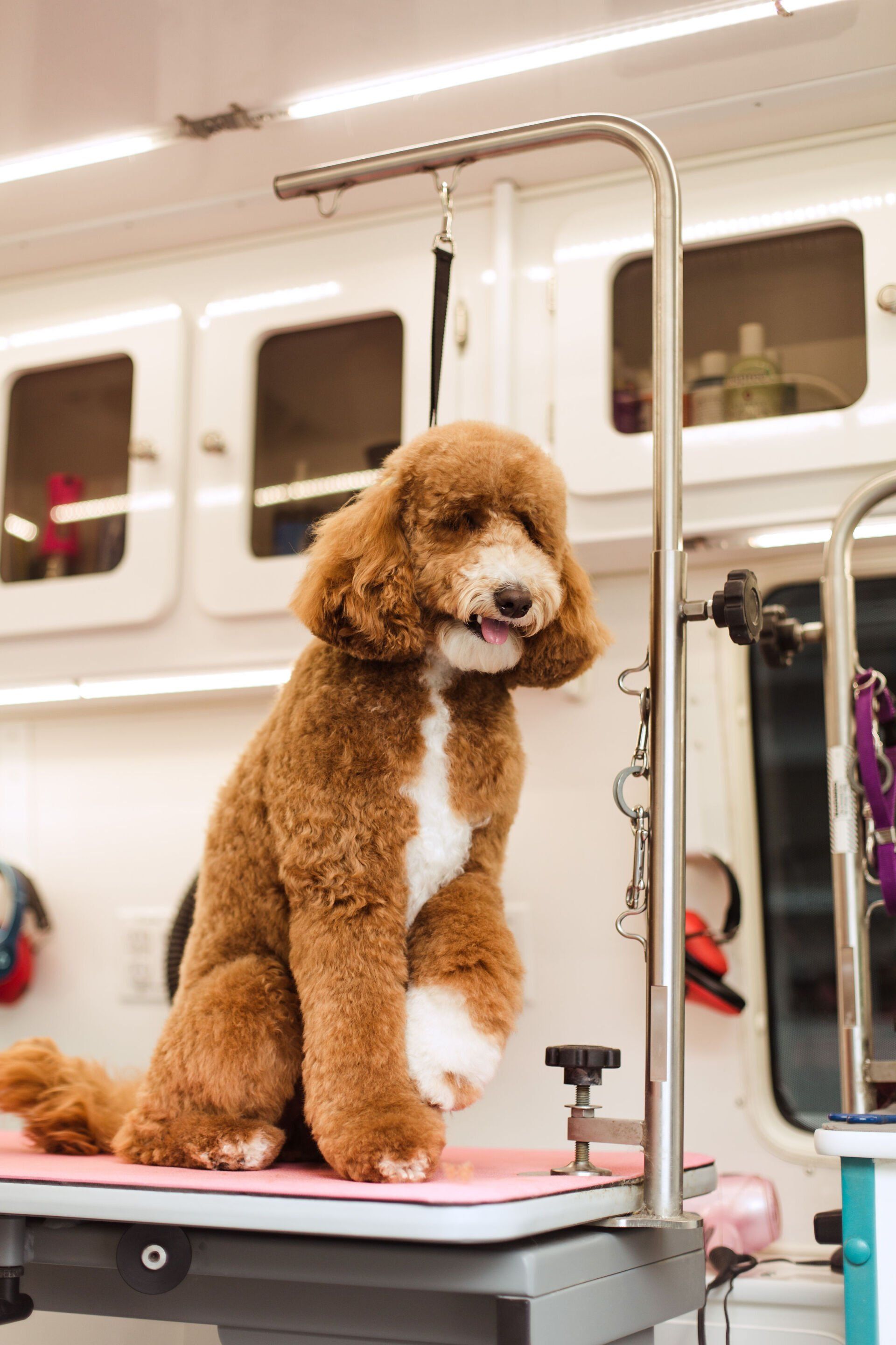 Shaggy to Chic Mobile Dog Groomer Lancaster, Pa