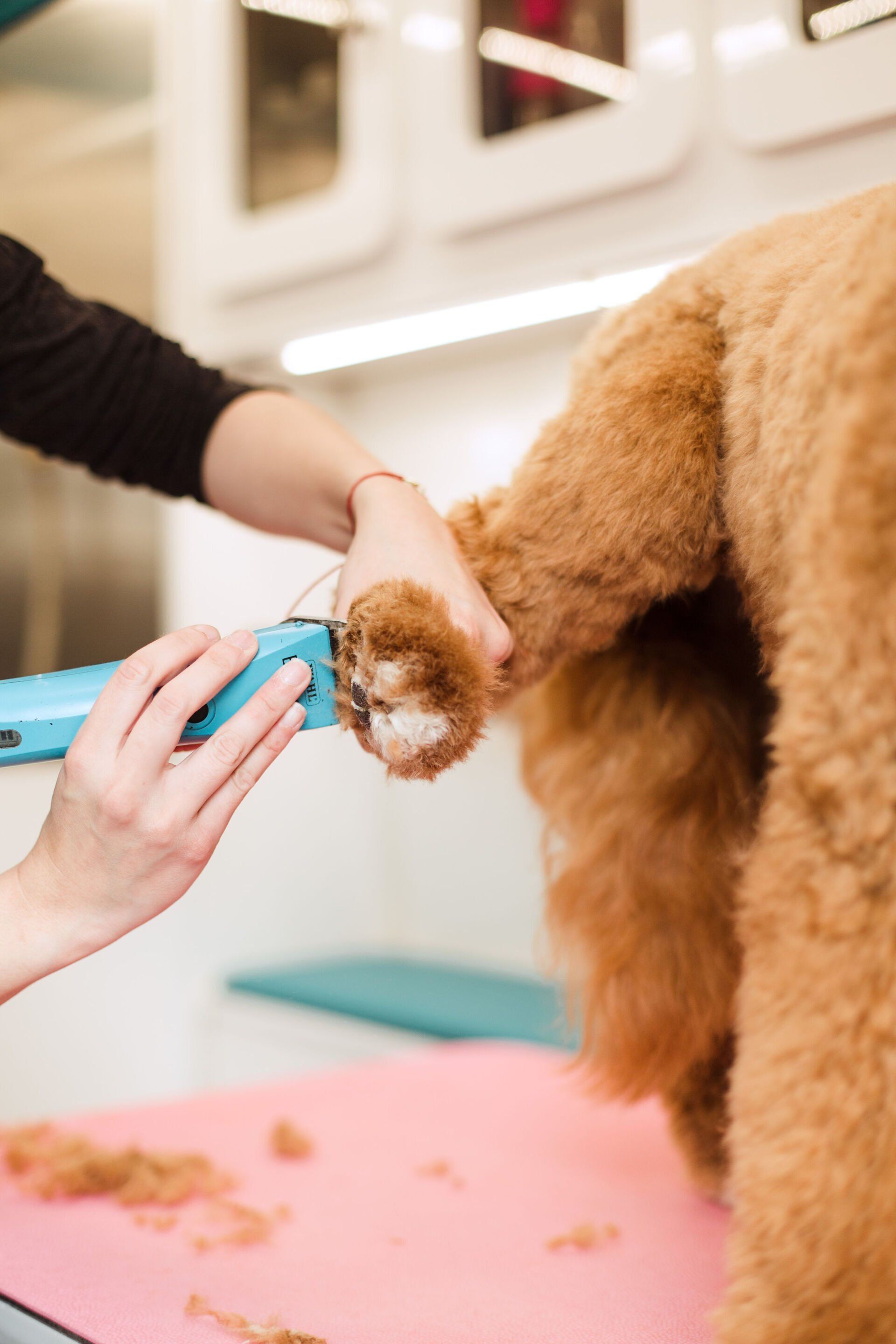 Shaggy to Chic Mobile Dog Groomer Lancaster, Pa