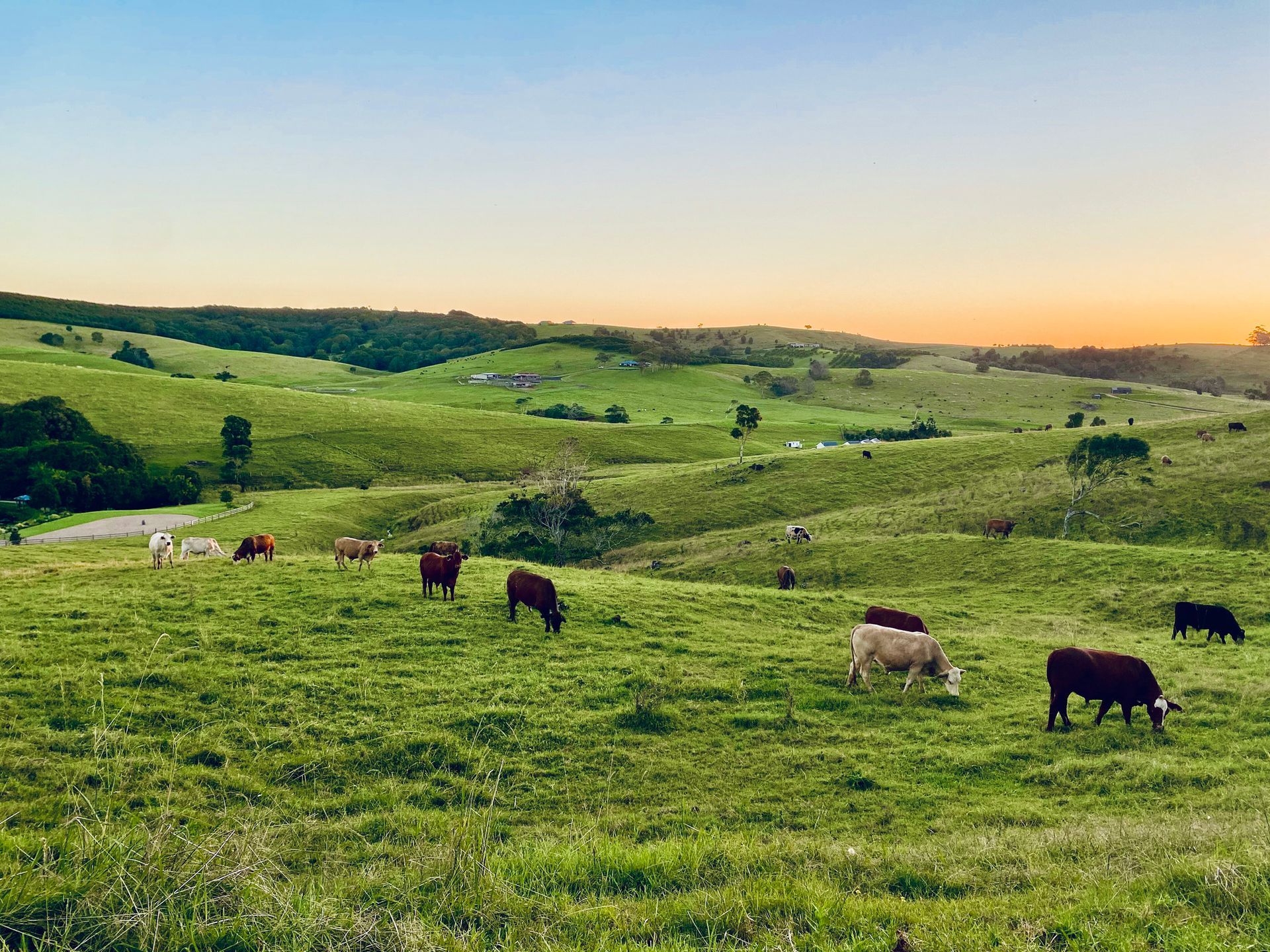 A herd of cows are grazing in a grassy field.