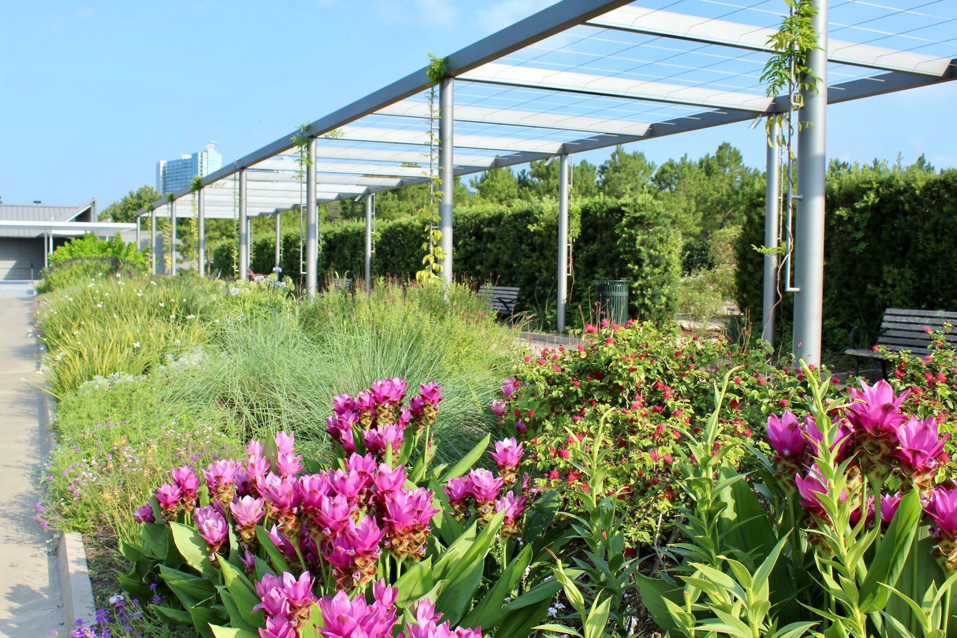 A sunny garden with flowering plants and a metal pergola, trees in the background.
