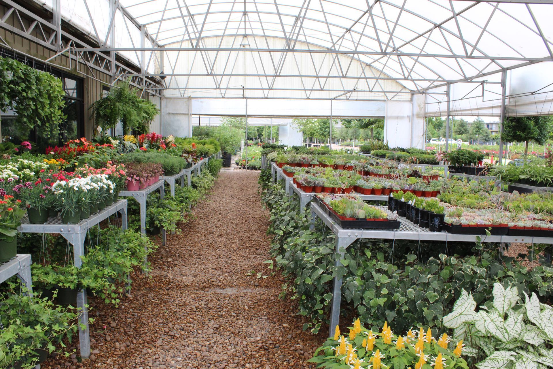 Greenhouse interior with rows of plants on metal tables and a gravel path.