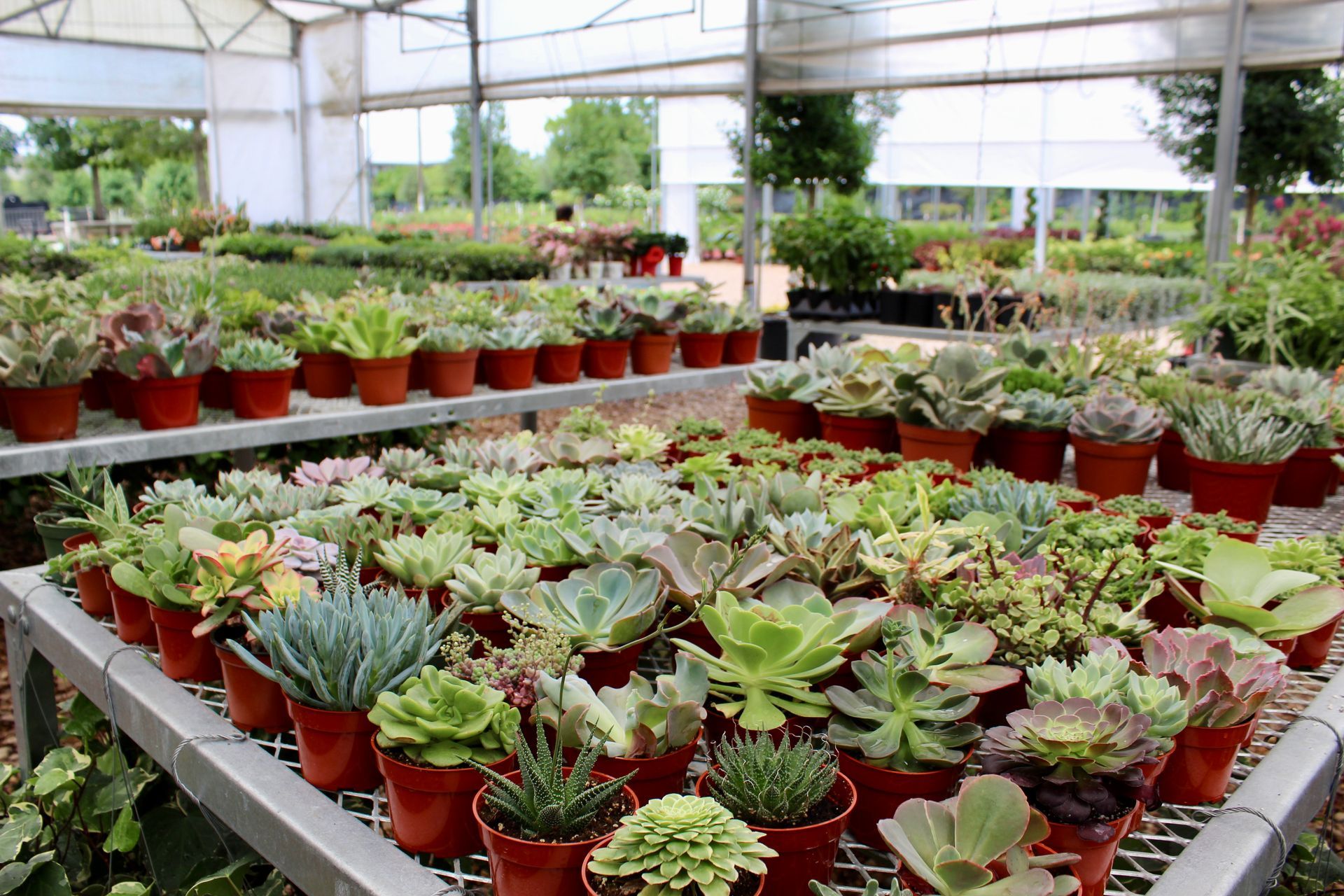 Succulents in brown pots on tiered metal shelves inside a greenhouse.