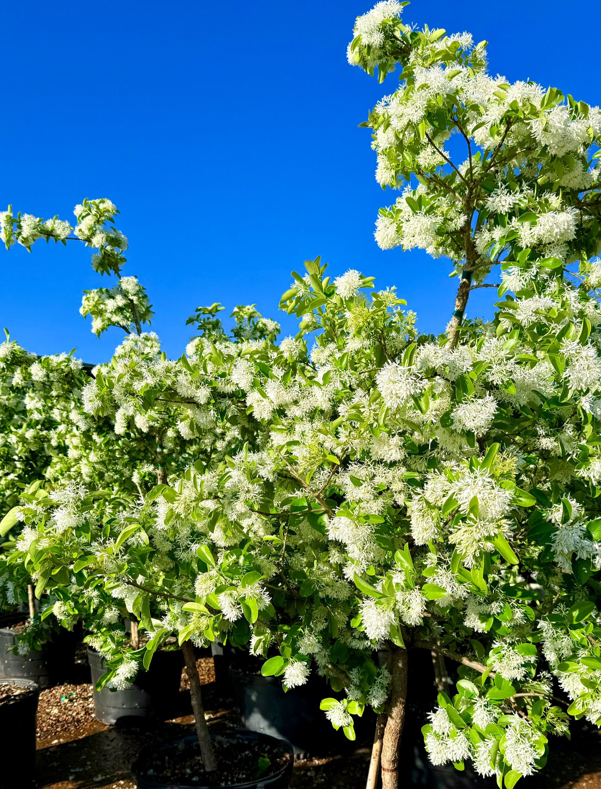 Flowering tree with white blossoms and green leaves against a clear blue sky.