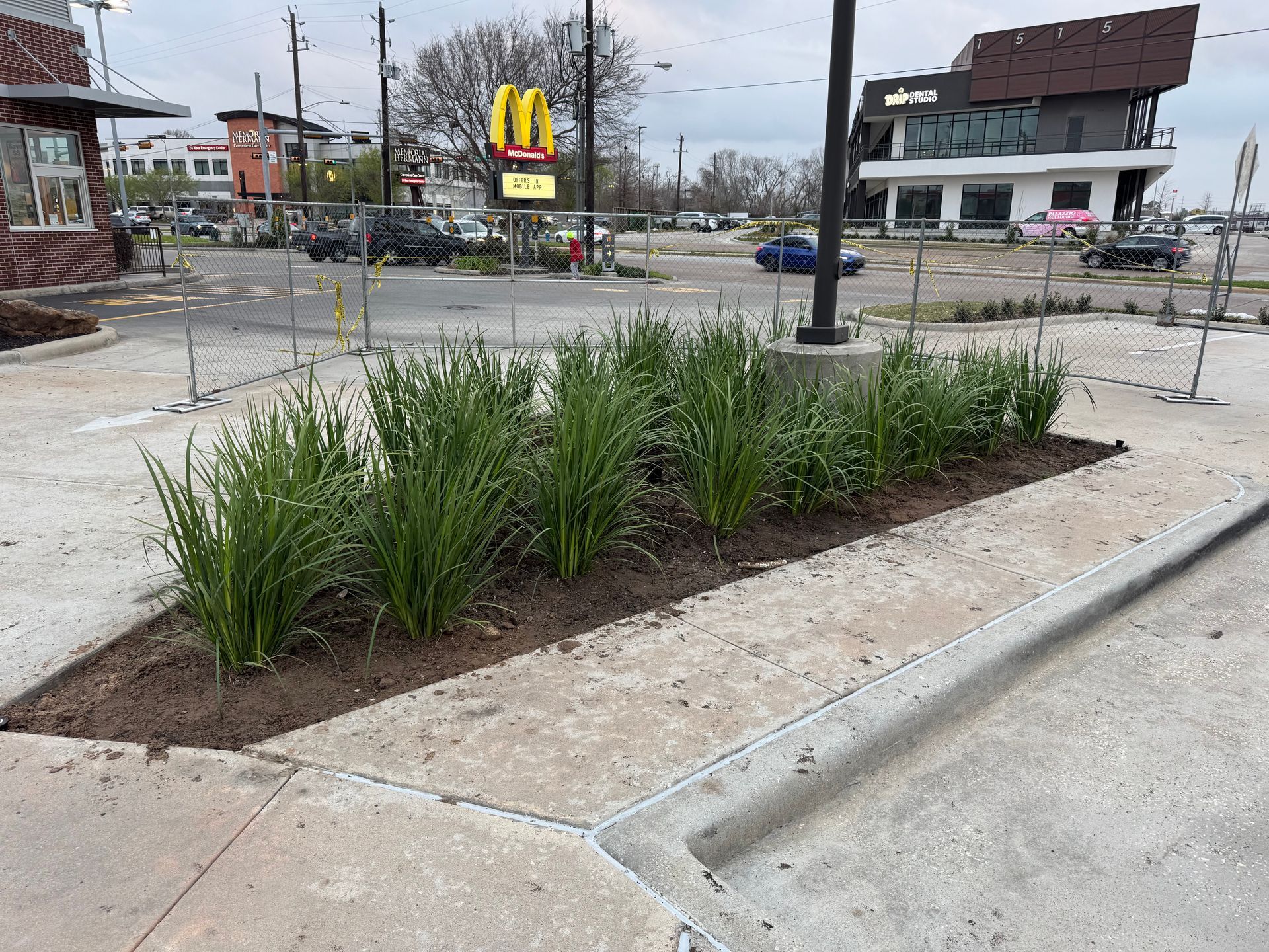 A rectangular flower bed with green plants in front of a McDonald's. Concrete sidewalk and street in the background.