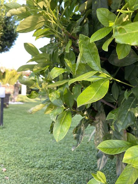 Location per eventi con giardino
