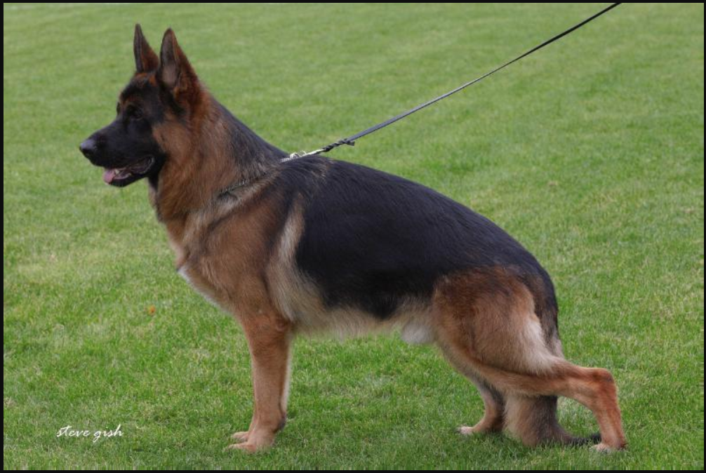 Falco Z Lipe Moravia