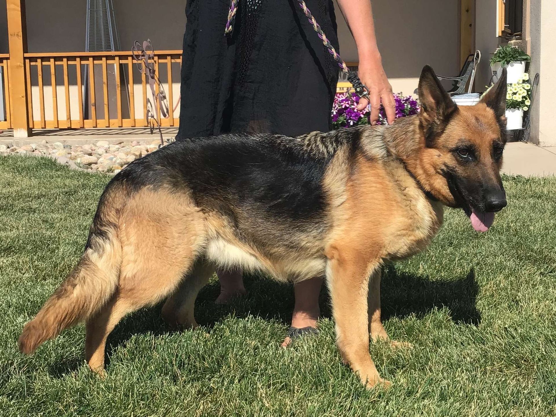 Quiana Vom Fleischerheim