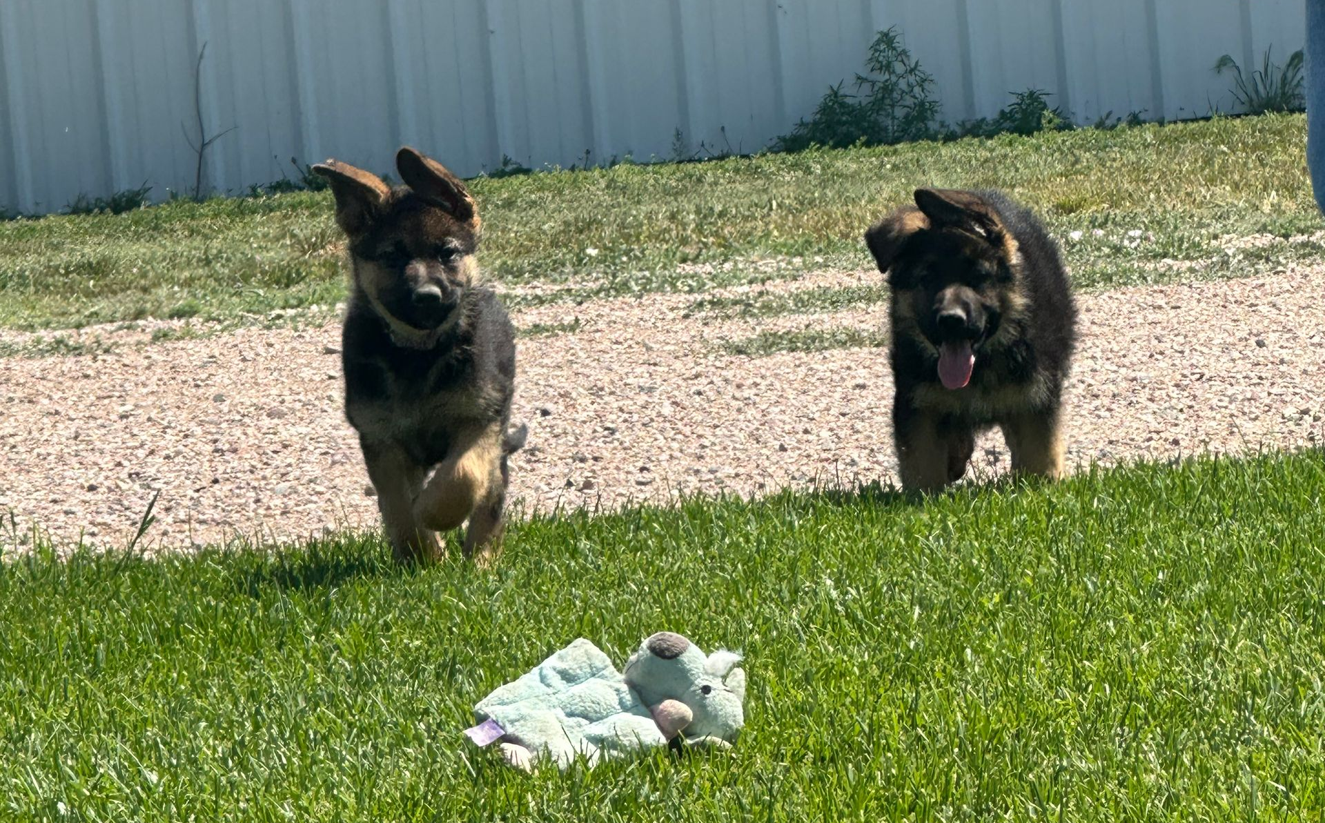 Two fluffy puppies running on grass toward a toy in a yard