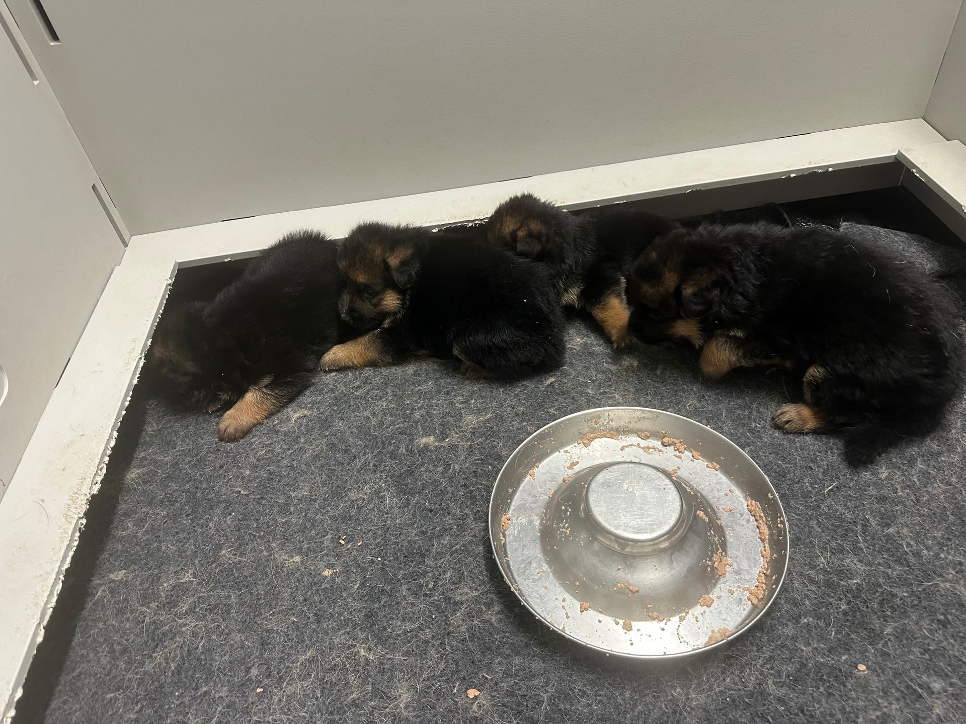 Sugar and PJ, 4 week old puppies 