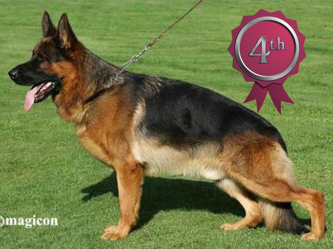 Labo vom Schollwieher