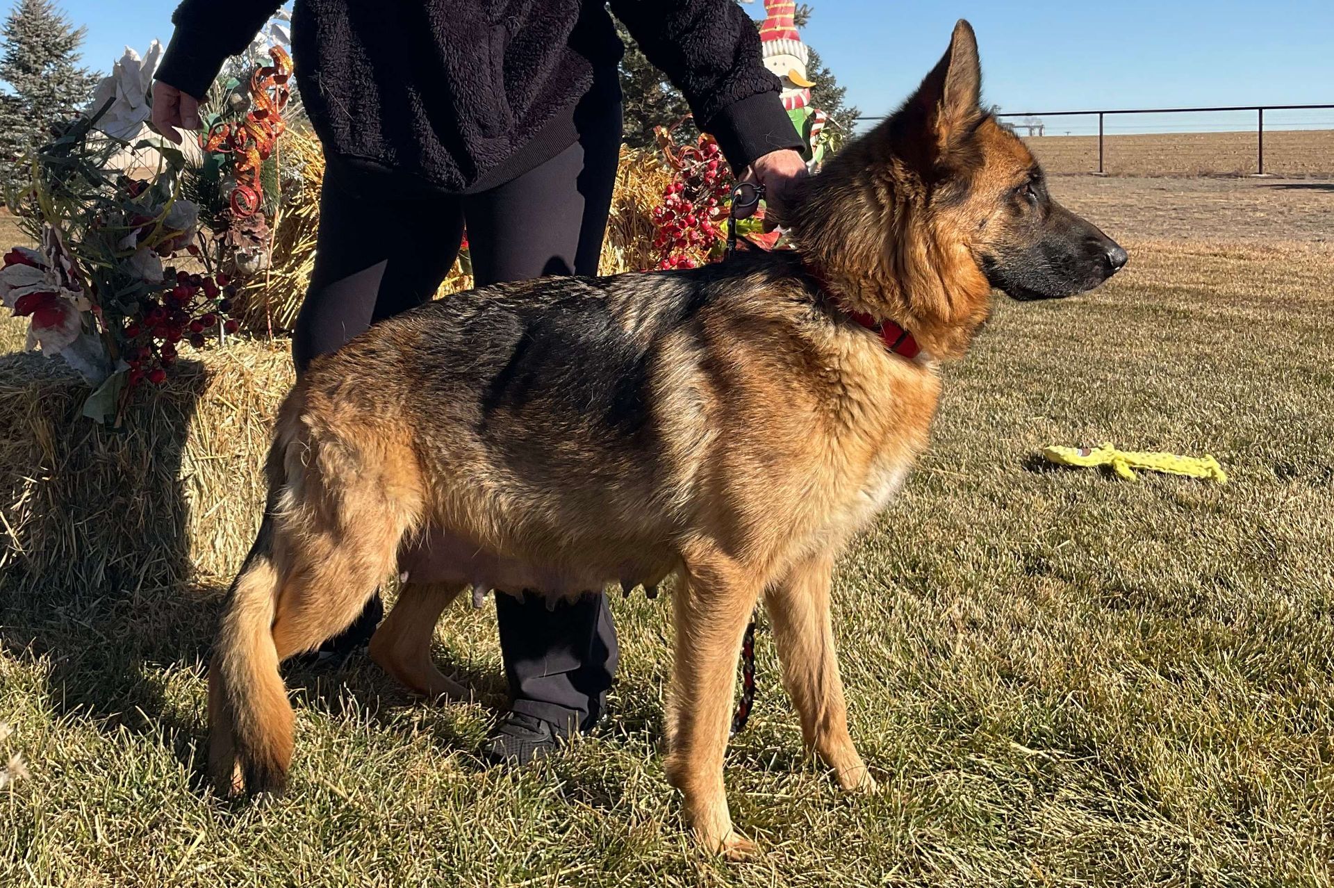 Lieka Von Steinig Bergen