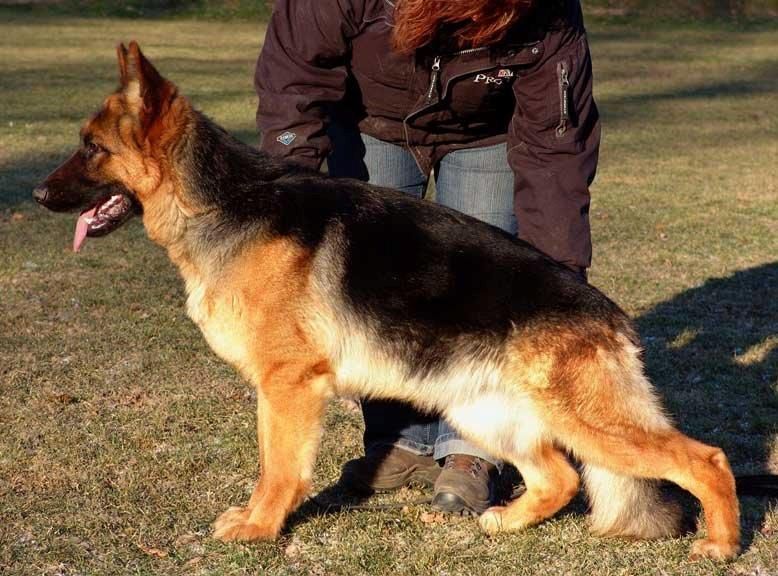 Mega vom Zellwaldrand