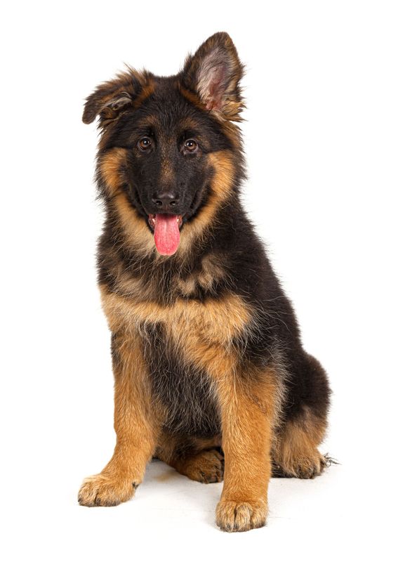 German Shepherd Puppy