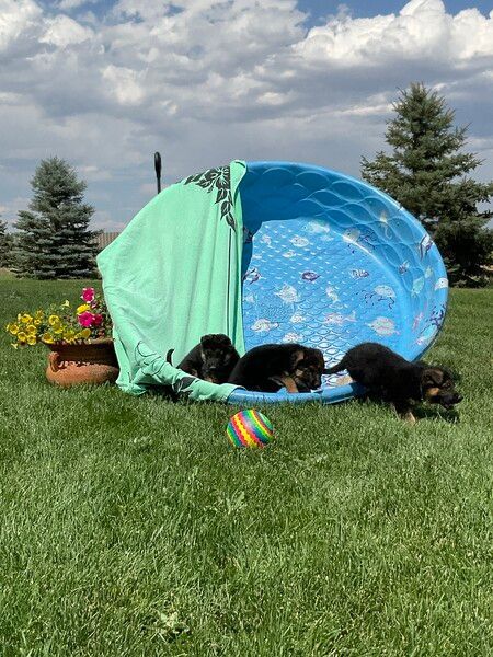 Sissy Von and Boone Von puppies