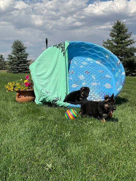 Sissy Von and Boone Von puppies