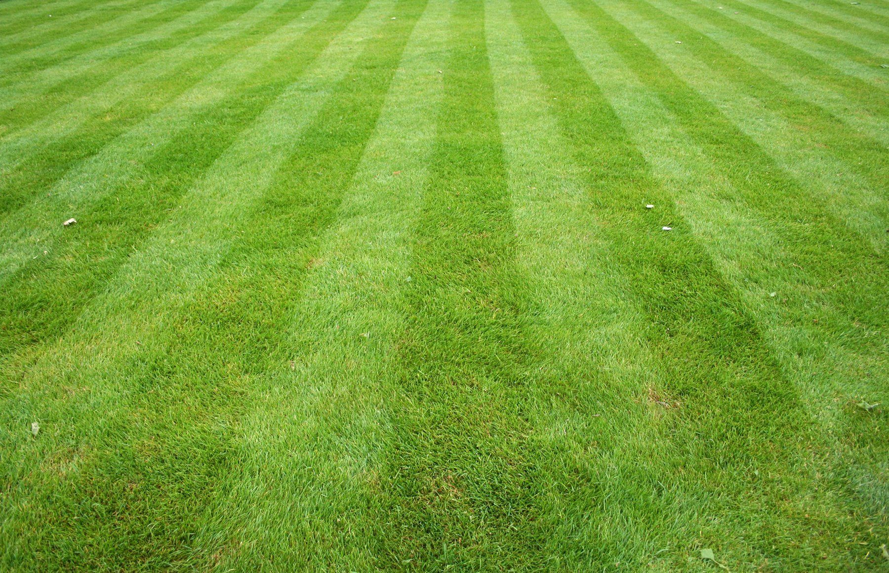 a close up of a lush green lawn with striped grass .