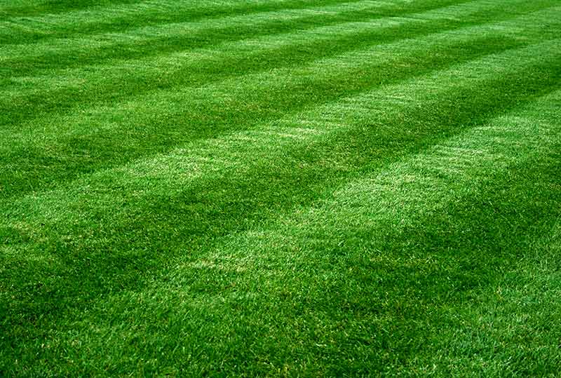 a close up of a lush green lawn with a striped pattern.