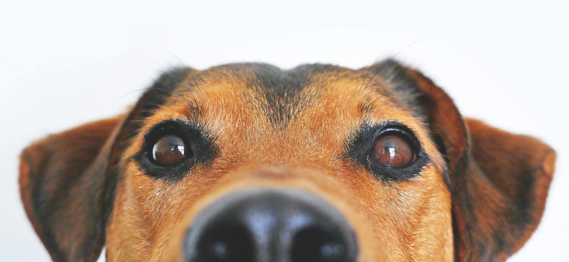 A close up of a dog 's face on a white background.