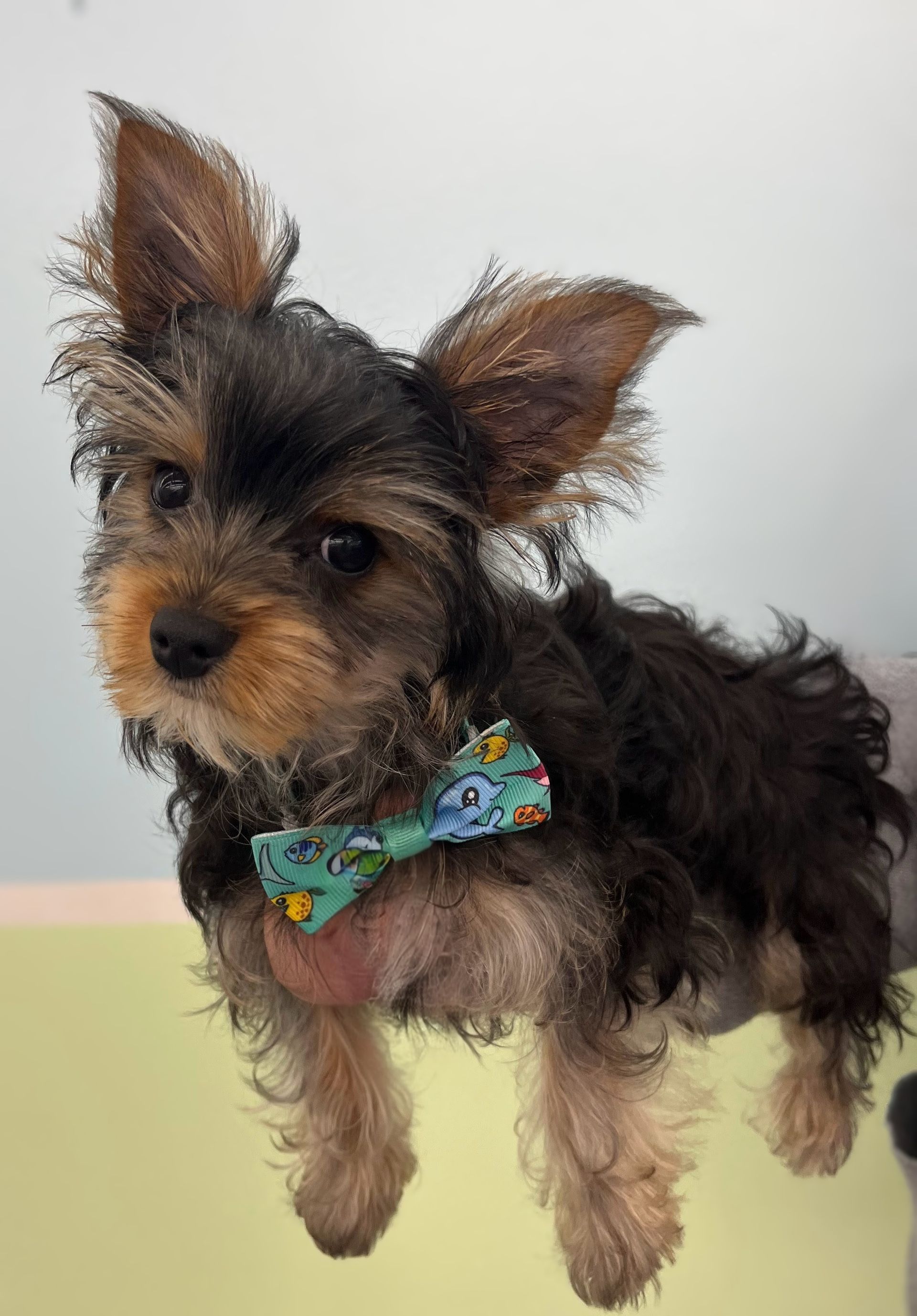 Bath Only - Single Coat