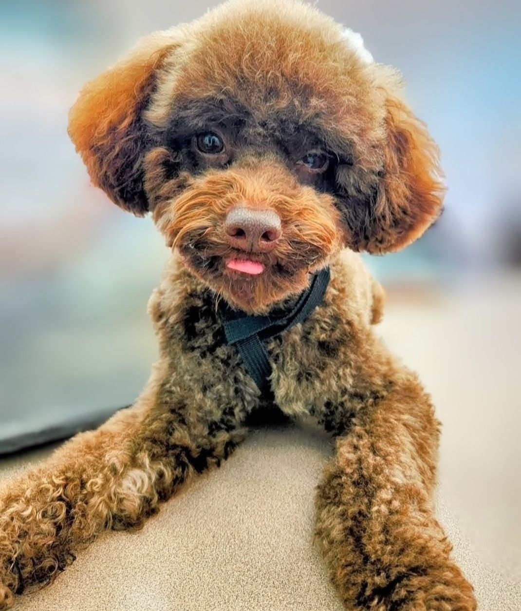 Partial Groom - Poodle/Doodle
