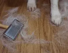 Add-On - De-shed Shampoo