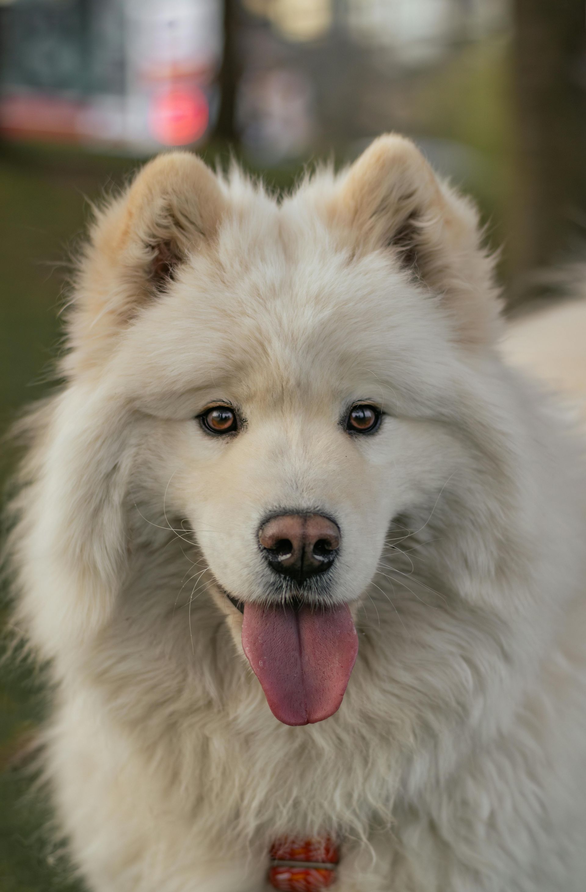 Full Groom-Double Coat