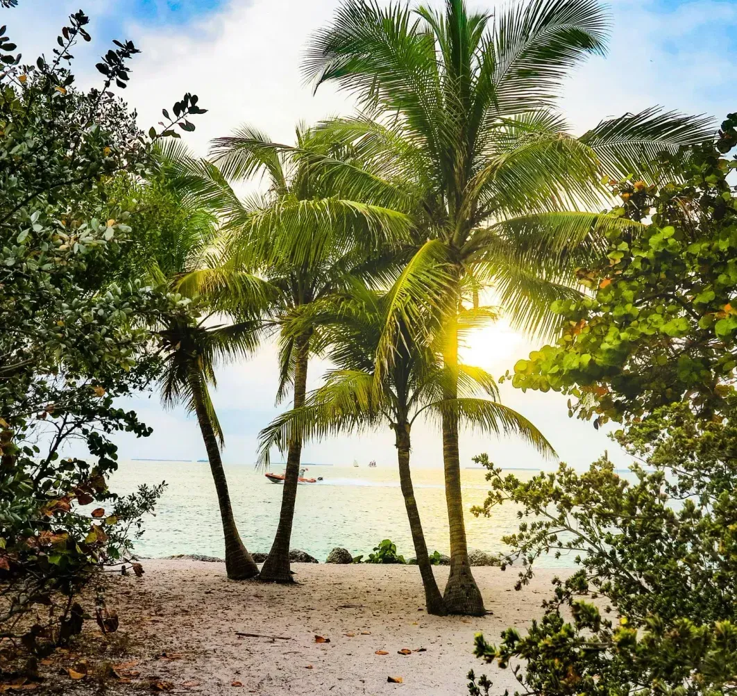 The sun is shining through the palm trees on the beach.