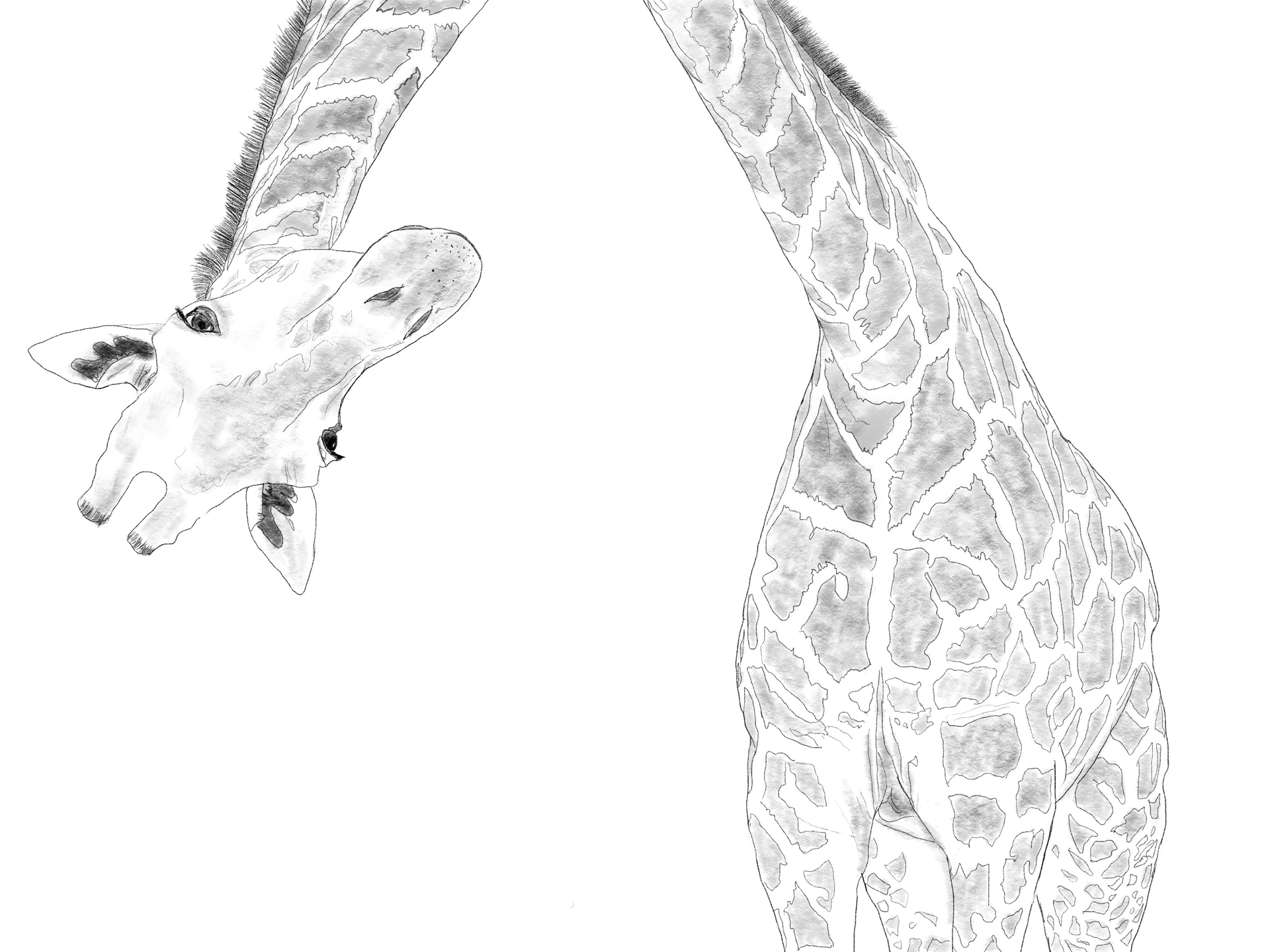 Giraffe heads and necks; spots are visible. One head looks forward.