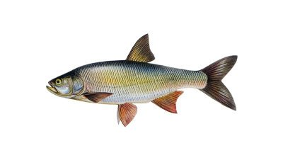 boleń