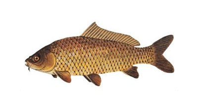 karp