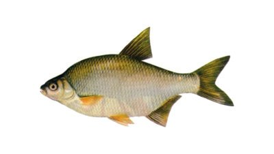krąp