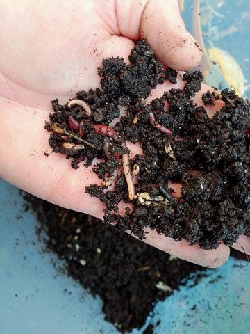 Dżdżownice z własnej farmy