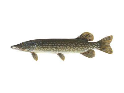 szczupak