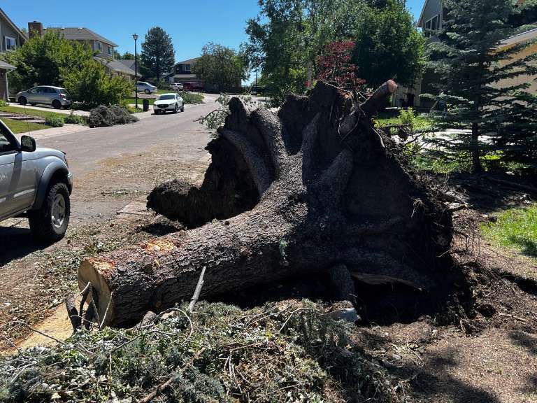 Removed Stumped in Colorado