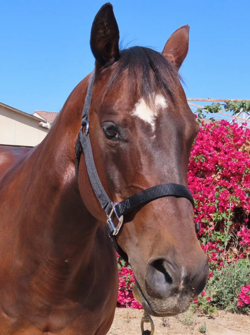Bay horse wearing a black halter with a white blaze on its forehead, in front of pink flowers.