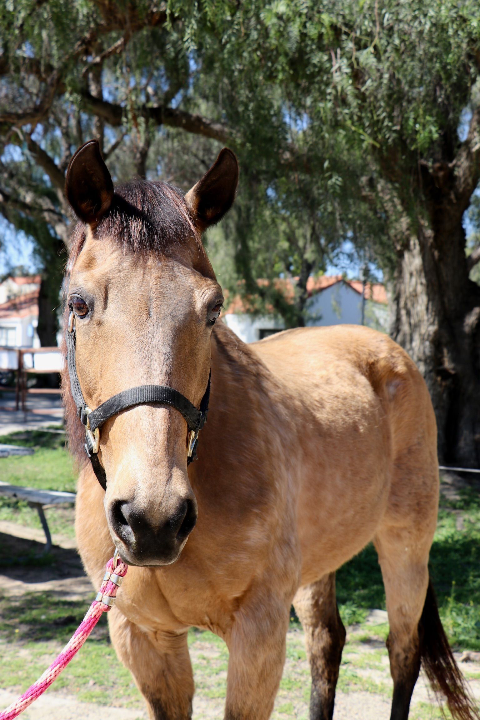Brown horse with black mane and bridle, standing outdoors under trees.