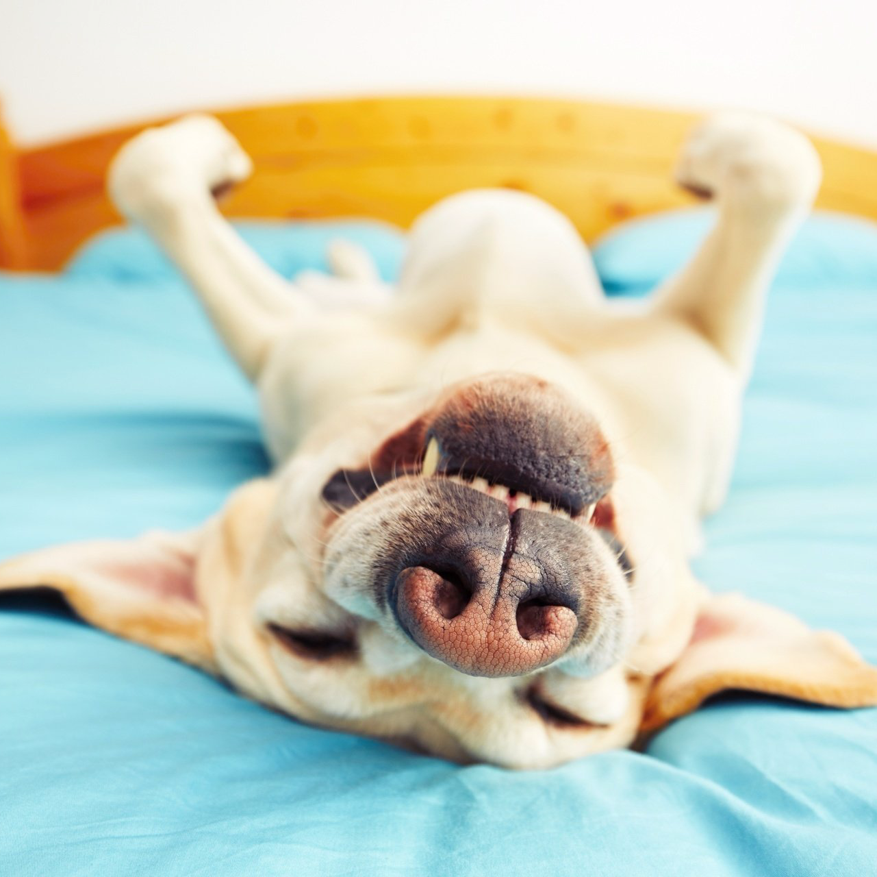 Yellow Labrador lying on back, eyes closed, on a blue bed, with paws raised in the air.